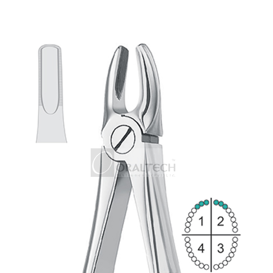 Upper Incisors & Canines
