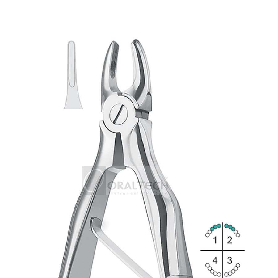 Klein Upper Incisors